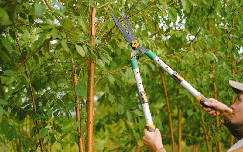 Tree trimming in Salkum, WA
